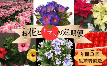 お花・トマトセット モリヒロ園芸 鉢花 お花・トマトセット【定期便 年5回】