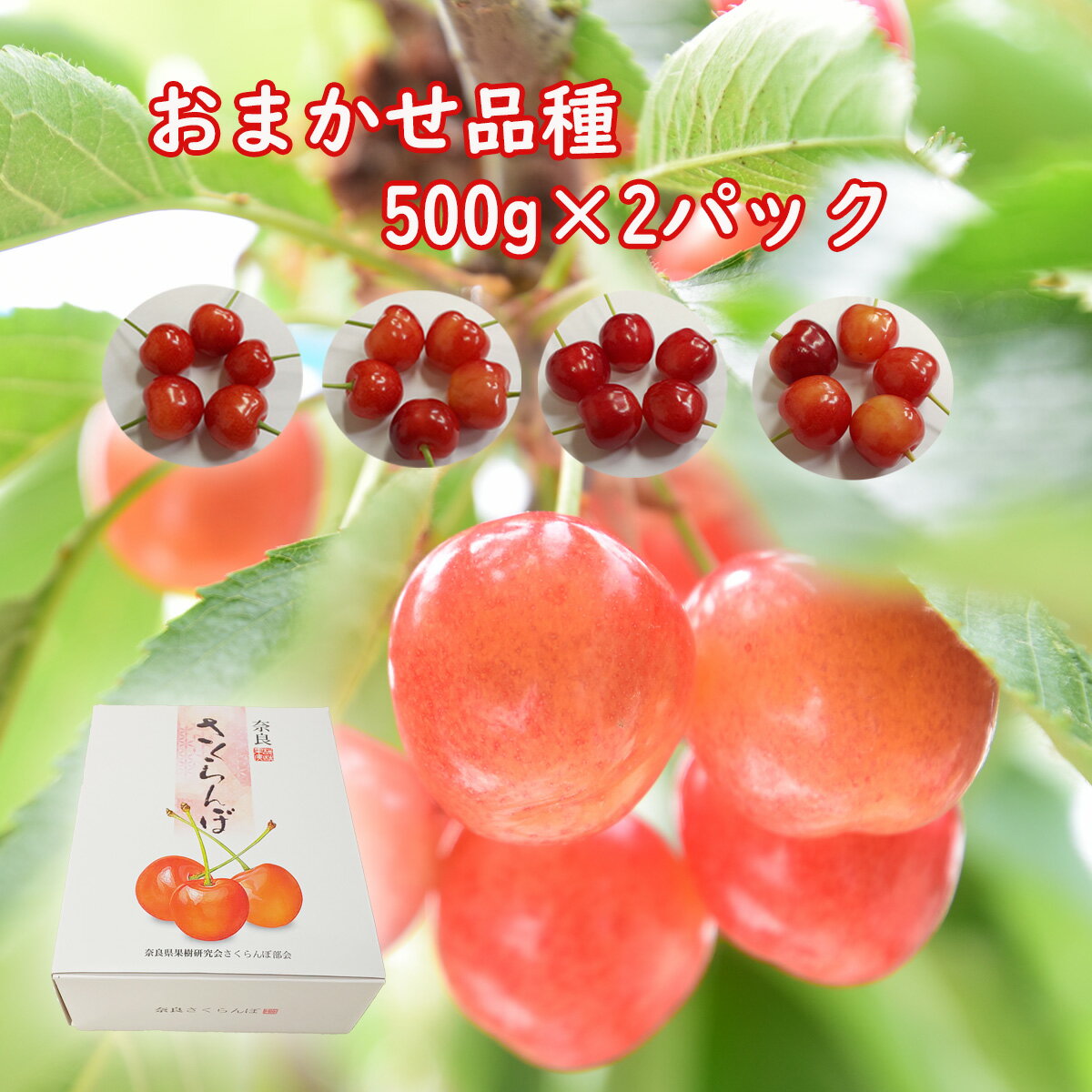 【ふるさと納税】＜6月頃～発送予定＞さくらんぼ 500g × 2 （品種は農園おまかせ500g×2）／佐藤錦 高砂 紅秀峰 香夏錦 紅さやか レーニア 期間限定 数量限定 森岡祥章観光農園