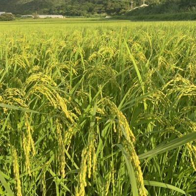 ふるさと納税 田原市 【令和6年産】自然栽培のお米2kg(玄米) |  | 02