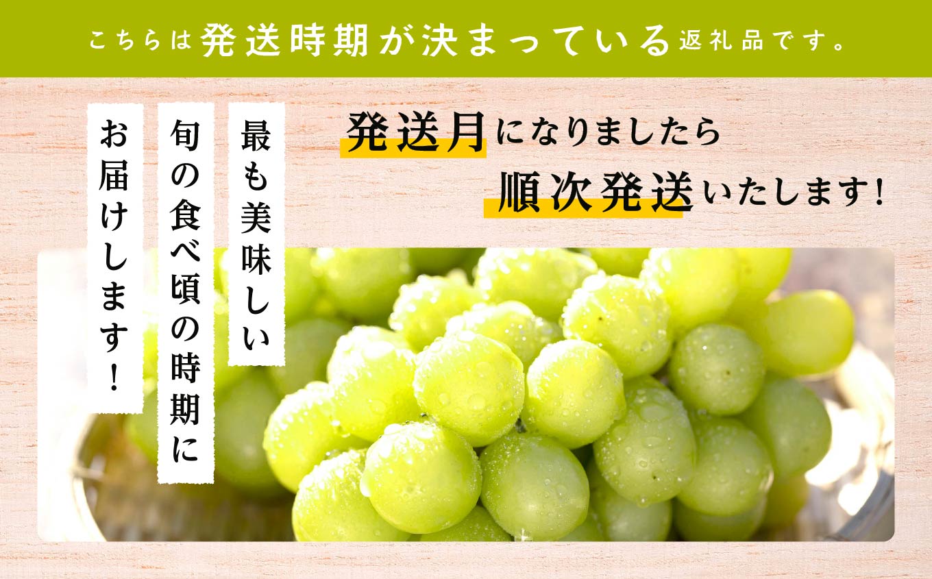 《2025年9月中旬以降発送》羽山のぶどうシャインマスカット1.5kg【羽山果樹組合】
