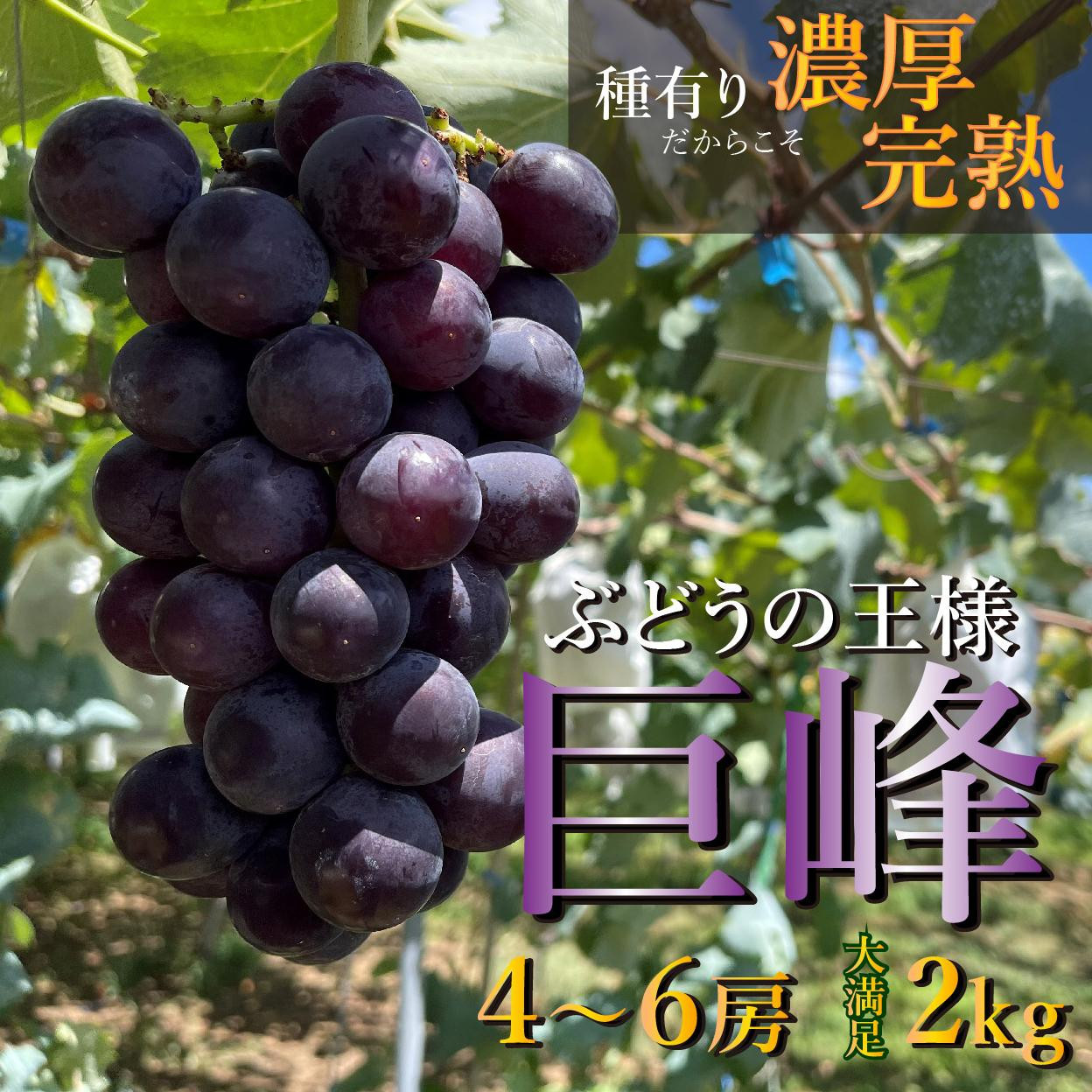 【締切間近　先行予約】 巨峰  2kg  4～6房  2025年8月下旬発送開始  朝採れ 新鮮 減農薬 和歌山県 巨峰村 農園直送