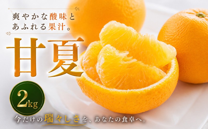 
                  【安心して選べる】 甘酸っぱい爽快感 【甘夏】 2kg 愛媛県産 【2027年3月中旬頃から順次発送】 | みかん ミカン mikan 蜜柑 訳ありフルーツ 柑橘 果物 おすすめ お勧め お取り寄せ ギフト 愛媛県 松山市
                