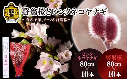 《 先行予約 》啓翁桜とピンクネコヤナギセット（80cm×10本／80cm×10本）【さとう農園】●2025年12月下旬発送開始 生花 花 インテリア 花見 お正月 結婚 卒園 卒業 プレゼント お土産 母の日 グルメ ギフト 故郷 秋田 あきた 鹿角市 鹿角 送料無料