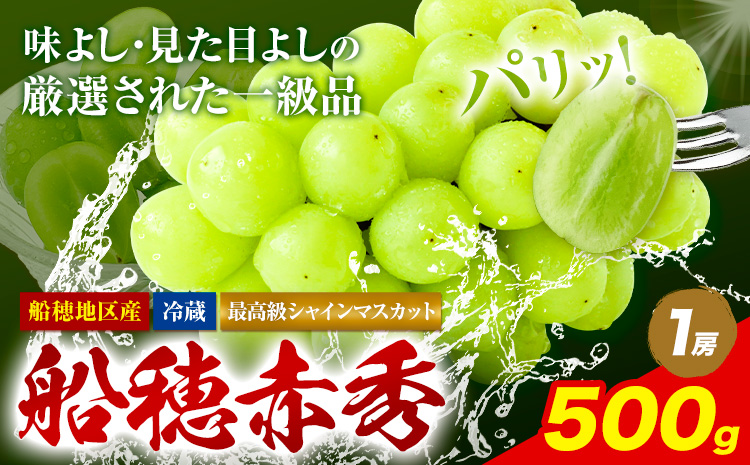 【2025年先行予約受付】最高級 シャインマスカット ぶどう 船穂赤秀 1房 500g《9月上旬-11月中旬頃出荷(土日祝除く)》ハレノフルーツ マスカット 送料無料 岡山県 浅口市 フルーツ 果物 贈り物 ギフト 国産 岡山県産【配送不可地域あり】（北海道・沖縄・離島）---124_c417_9j11c_23_23500_500g---
