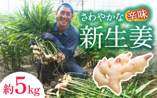 【2026年8月～発送】新生姜 約5kg / ショウガ しょうが 生姜 / 南島原市 / ふくはちファーム [SBS019]