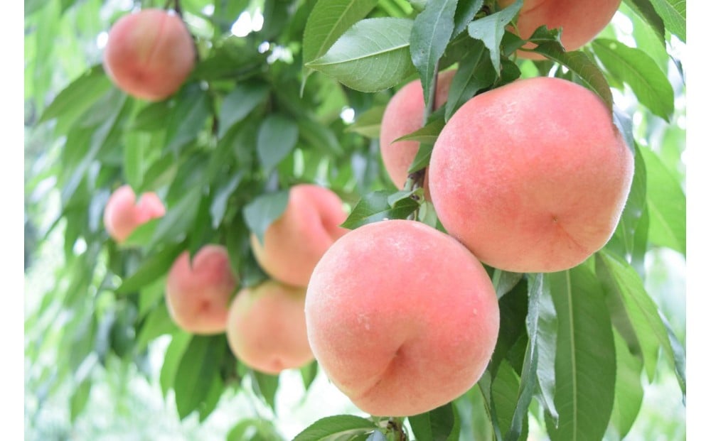 
                  2026年度発送【定期便 ３回 】幸せ♪桃三昧
                