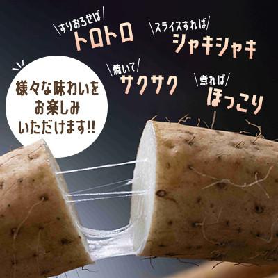 ふるさと納税 網走市 令和7年産　SUZUKI FARM　長いも　3kg(S〜Mサイズ 6〜7本) |  | 01