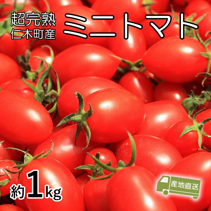 【ふるさと納税】8月発送開始[2026年発送] 超完熟ミニトマト【 アイコ 】1kg 栽培期間中 農薬・除草剤不使用 サイズ混載 トマト ミニトマト 野菜 北海道 仁木町 [アイコファーム] 　お届け：2026年8月上旬～10月上旬