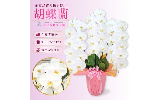 大輪胡蝶蘭　白3本立ち　33輪クラス（ラッピング付）
