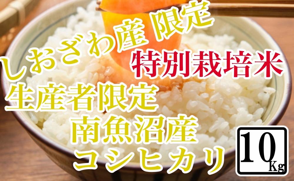 【令和7年産】【精米10kg】特別栽培 しおざわ産限定 生産者限定 南魚沼産コシヒカリ【銘柄米 ブランド米 精米 こしひかり コシヒカリ 魚沼産 新潟米 産地直送 お米 米 こめ コメ ご飯 御飯 ごはん】