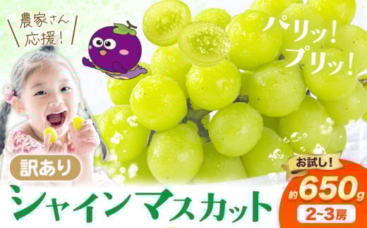【先行予約】訳あり シャインマスカット 約650g 《2025年8月上旬-8月下旬頃出荷》訳あり シャインマスカット マスカット ぶどう フルーツ 果物 大阪府 羽曳野市 シャイン 食べやすい
