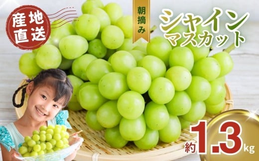 【先行予約】朝摘み直送 シャインマスカット ぶどう 約1.3kg | ぶどう ブドウ 葡萄 シャイン マスカット 種なし 皮ごと 国産 おいしい フルーツ 果実 果物 デザート お取り寄せ ご褒美 真岡市 栃木県 限定 送料無料
