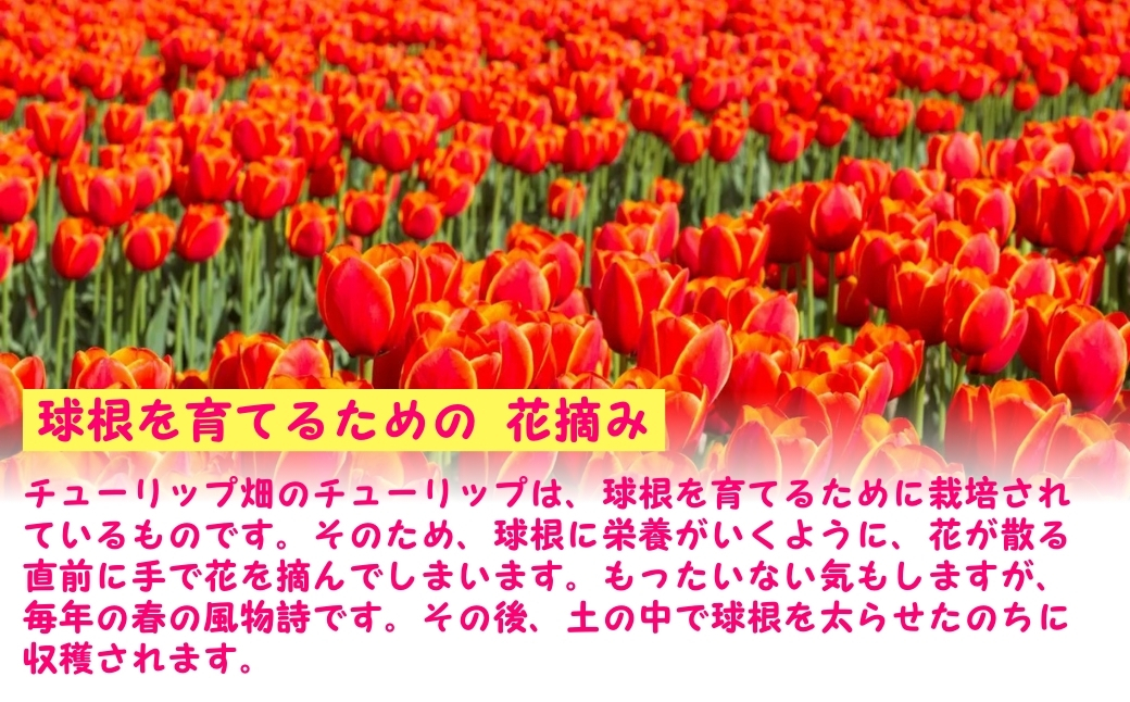 【先行予約】チューリップ球根セット 40球入 （2025年9月中旬より順次発送）