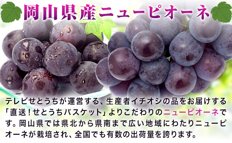 岡山県産 ニューピオーネ ご家庭用 1.2kg 2 ~ 3房 テレビせとうち株式会社《8月末-10月中旬頃出荷》岡山県 浅口市 ぶどう 葡萄 大粒 果汁 果物 フルーツ 訳あり
