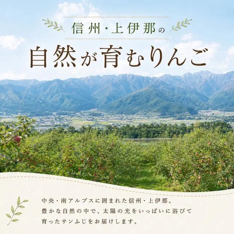 りんご 訳あり サンふじ 9kg  りんご