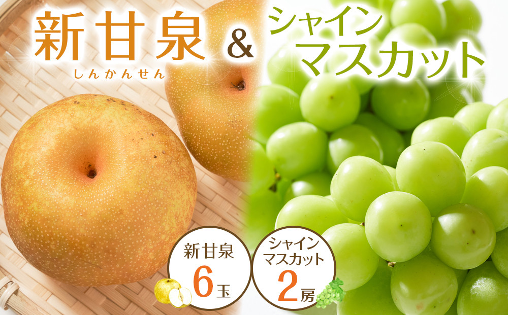 535.【先行予約】新甘泉6玉とシャインマスカット2房｜梨 なし 新甘泉 しんかんせん 産地直送 ぶどう シャインマスカット セット 鳥取県　※8月下旬～9月中旬頃に順次発送予定