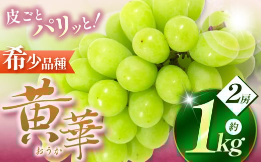 【先行受付】松本生まれの品種 ぶどう 黄華 (おうか) 2房 約1kg｜黄華 長野県 信州 松本市 松本原産 松本発祥 果物 ぶどう マスカット フルーツ ブドウ  甘い 葡萄 種無し 新鮮 信州産 先行予約 シャインマスカット