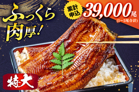 【定期便3回】うなぎ 蒲焼 特大  訳あり 3尾 [um40bak830015] うなぎ