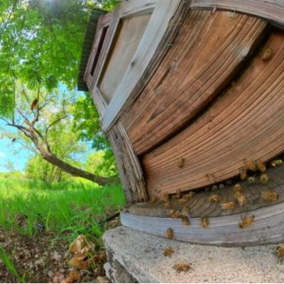 ふるさと納税 小川村 日本みつばち　百花はちみつ250g*254 |  | 01