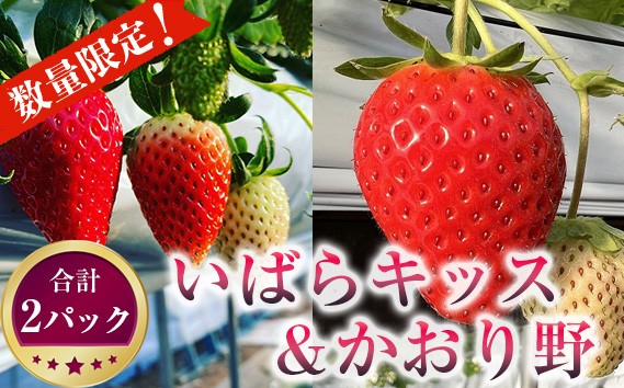 
                  先行予約［坂東市産］いばらキッス＆かおり野　合計2パック食べ比べセット　朝採り直送／ 2品種 甘み比較 酸味比較 香り比べ 味の違い 大粒 みずみずしい 旬の果物 冷蔵配送 生食 朝食 デザート フルーツサンド ケーキ作り 贈答用 いちご イチゴ  苺 フルーツ 果物 No.270
                