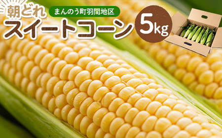 ＜期間限定・数量限定！2025年6月中旬以降順次発送予定＞スイートコーン (約5kg) とうもろこし トウモロコシ コーン 朝採り 朝採れ 国産 とうきび 甘い 生でも美味しい 産地直送【man204】【Bettim farm】