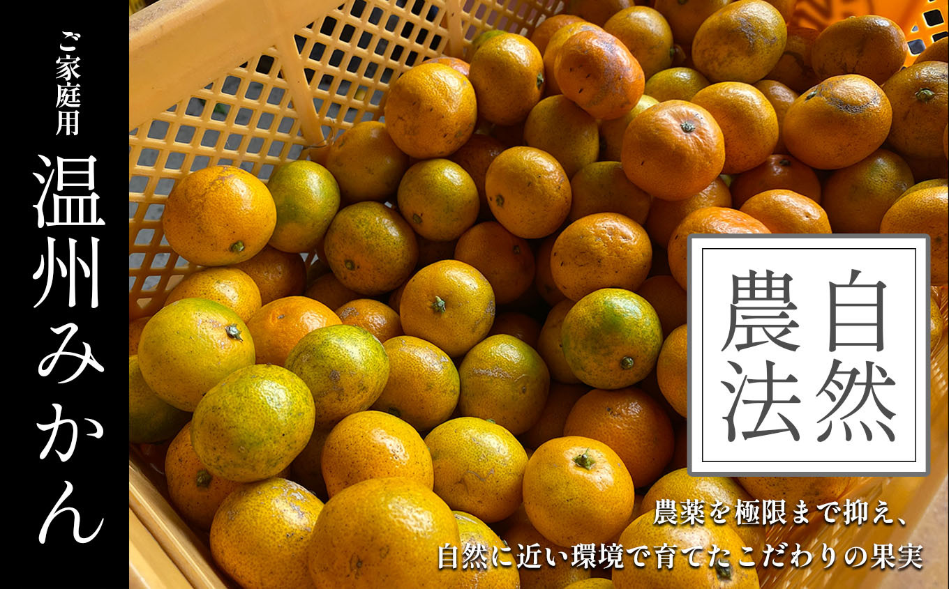 
ご家庭用 温州みかん 5kg 《大草農園》
