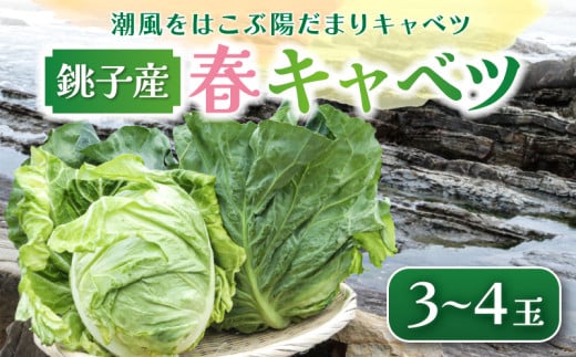 【先行予約】 春キャベツ 3～4玉  数量限定 期間限定 旬の野菜 旬の味覚 春の風物詩 甘い キャベツ 生食 千切り 生野菜 サラダ コールスロー 野菜炒め 回鍋肉 ロールキャベツ 焼きそば お好み焼き ポトフ 漬物 炒め物 煮物 栄養 バランス 贈答 プレゼント 贈り物 ギフト 贈答 グルメ 発送時期 2026年4月～(なくなり次第終了)  ふるさと納税 送料無料 千葉県 銚子市 小野商店