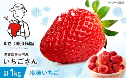【2026年1月以降発送】冷凍いちご（いちごさん）1kg 【8/12ICHIGOFARM】  佐賀県 白石 [IBR004]