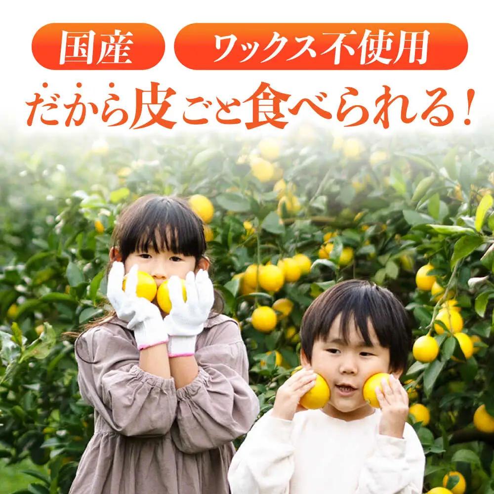 ※【2026年12月上旬より順次発送／先行予約】【大人気みかんとレモンのお試しセット】伊木力みかん(家庭用)1.8kg マイヤーレモン1.8kg 計3.6kg / みかん ミカン 蜜柑 mikan 柑