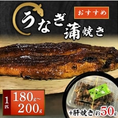 【大阪の名店】うなぎ蒲焼き180g～200g(1匹)+肝焼きセット