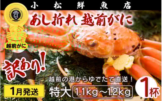 【訳あり】足折れ 越前がに 特大サイズ × 1杯（1.1～1.2kg）地元で喜ばれるゆで加減・塩加減で越前の港から直送！【雄 ズワイガニ ずわいがに 姿 ボイル 冷蔵 福井県】【1月発送分】希望日指定可 備考欄に希望日をご記入ください [e23-x014_01]