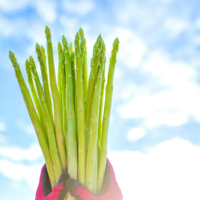 さぬきのめざめ　おおもりやアスパラガス「2Lサイズ」1kg【予約受付：御用意出来次第発送】【H-55】