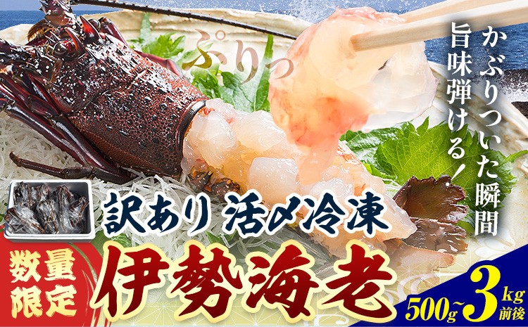 
                  数量限定 訳あり 活〆冷凍 伊勢海老 選べる 500g前後(1～2尾) 1kg前後(2～4尾) 2kg(4～8尾) 3kg(7～10尾)寺田水産《30日以内に出荷予定(土日祝除く)》千葉県 勝浦市 伊勢海老 海老 えび【配送不可地域あり】（離島）
                