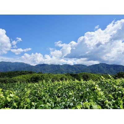 ふるさと納税 大月市 【山梨ワイン】蔵元直送「OLIFANTマスカット・ベーリーAロゼ樽発酵750ml×2本セット」 |  | 01