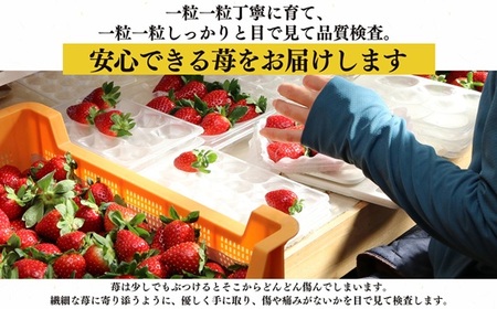 【 年内発送 】数量限定 ‼ 平群のいちご 「 古都華 」 2L ～ 3L サイズ (2パック 1ケース) 計 2パック | いちご 12月発送 辻本農園