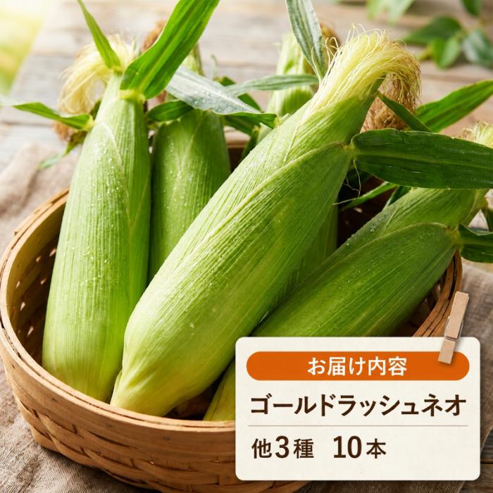 【先行予約】【2026年11月~順次発送】　秋採れ 南国フルーツコーン イエロー種 10本 | ゴールドラッシュ とうもろこし トウモロコシ コーン スイートコーン もぎたて 新鮮 朝採れ 朝どり 夏野菜 旬 期間限定 数量限定 産地直送 農家直送 フルーツのような甘さ 甘い 激甘 皮付き 家庭用 高知県 南国市 BBQ バーベキュー キャンプ アウトドア 農園けんぴ 高知県 南国市