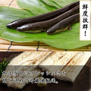 【焼きたてを即日発送】うなぎ白焼き140g×3尾(冷蔵便)【配送不可地域：離島】【1497525】