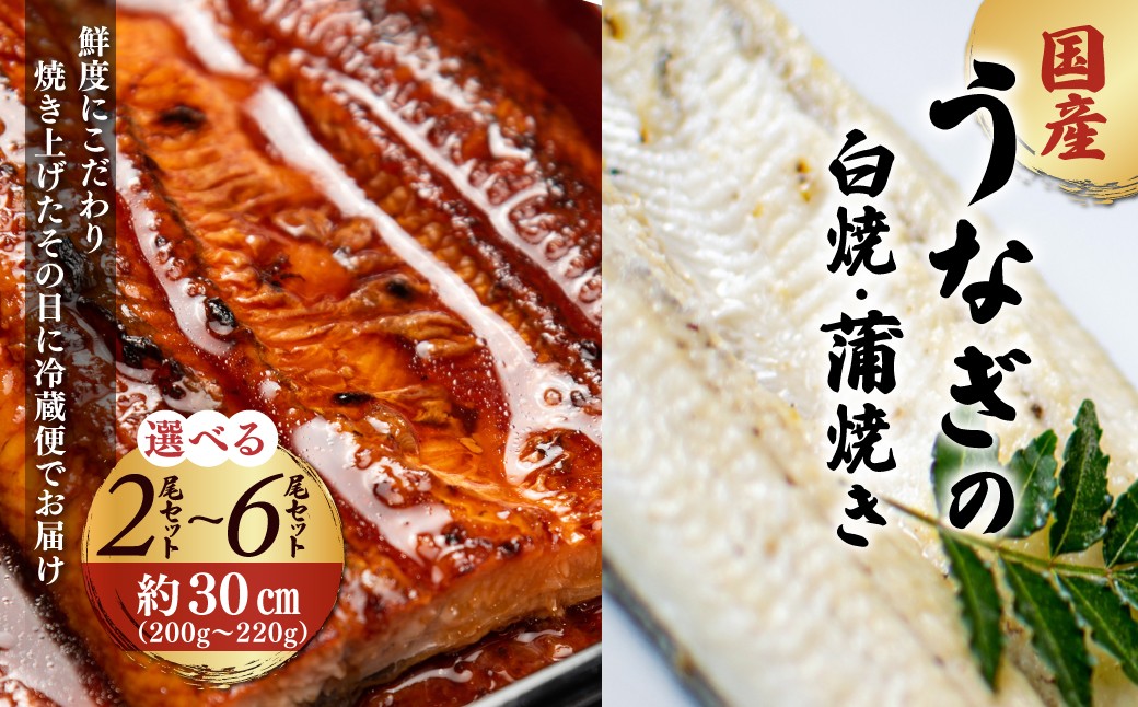 
            「国産うなぎの蒲焼き」×「国産うなぎの白焼き」 セット【凍らさず美味しさそのまま！〆たて・焼きたてを冷”蔵”で発送】地元飲食店に愛される、美味さにこだわった「国産うなぎの蒲焼き」×「国産うなぎの白焼き」セット 特上 うなぎ 蒲焼 ウナギ 鰻蒲焼き うなぎ蒲焼き 白焼き  人気 国産 浜名湖 うなぎ 関西 鰻蒲焼 養殖 冷蔵 ギフト ご褒美 人気 京都　京都府 福知山市 FCF017-v
          