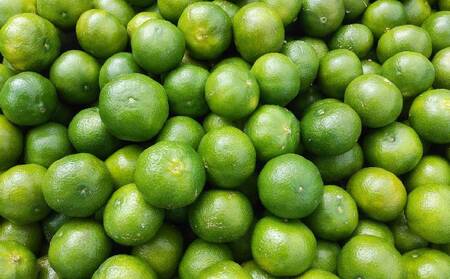 大宜味村産 アーウィン種マンゴー　優品2キロ（青ぎりシークワーサー700ｇ付き） フルーツ 果物 くだもの 果実 沖縄 大宜味村 食べ物 国産 優品 九州産 産地直送 ギフト プレゼント トロピカル 