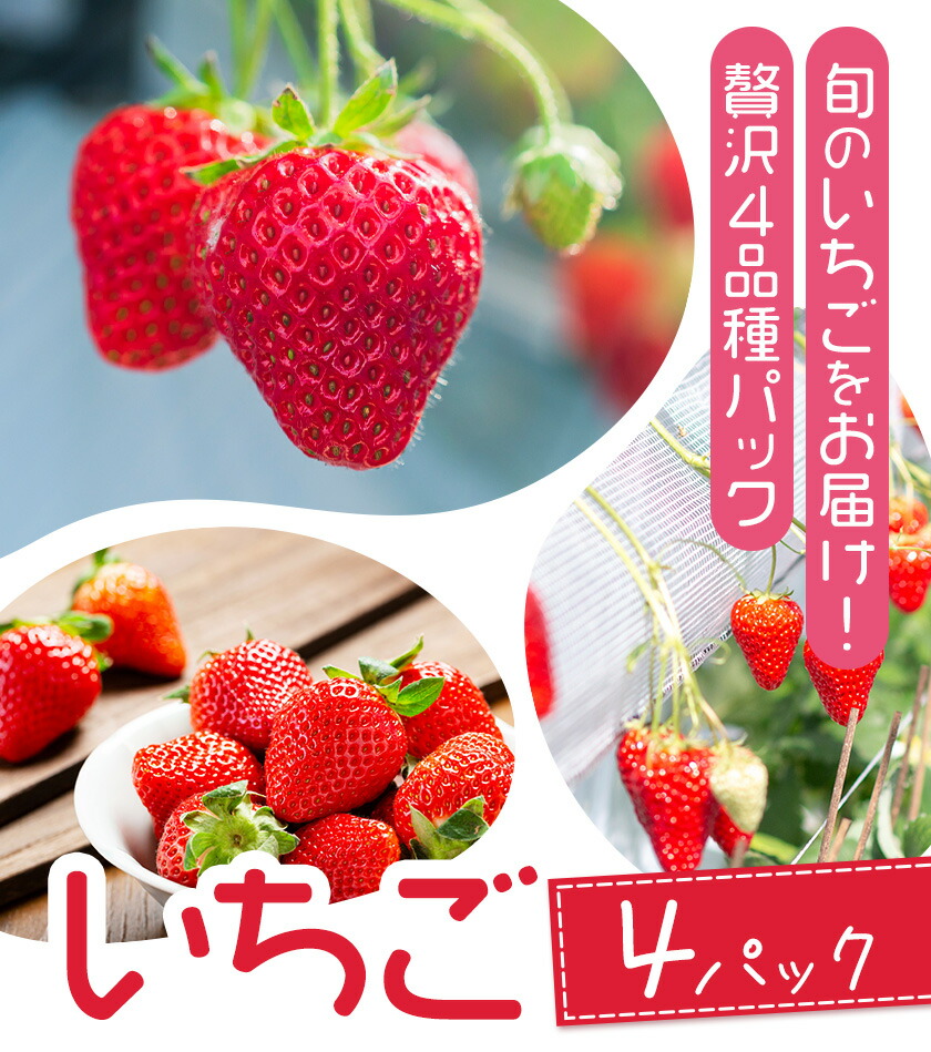 いちご 七楽の郷 4パック 800g 旬の品種《3月上旬-5月中旬頃出荷》ゆうべに 紅ほっぺ あまえくぼ エンジェルエイト さがほのか スターナイト ひのしずく ほしうらら 章姫 白蜜香 恋みのり 熊