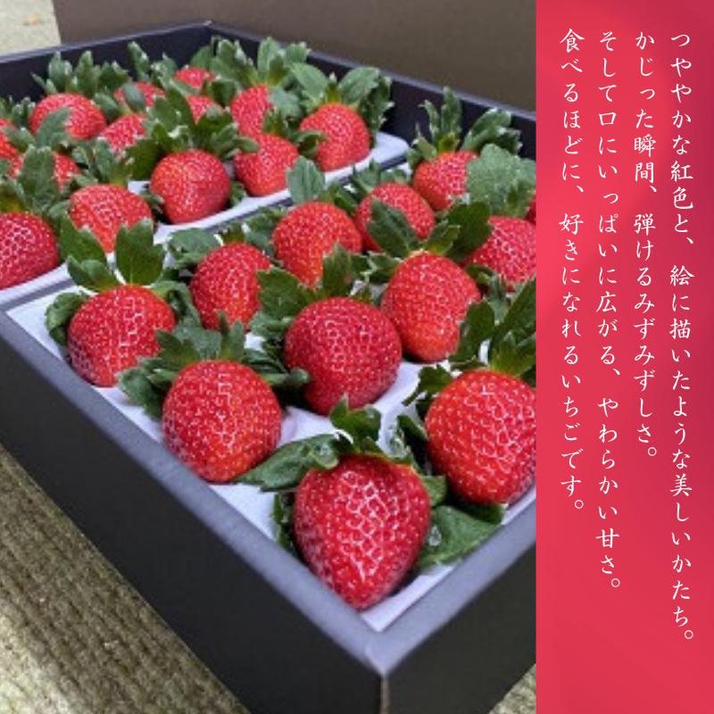 極上のいちごさん ITOFARM 苺 佐賀県産 イチゴ フルーツ 果物 ：B240-016