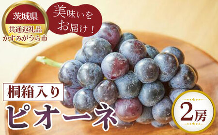 【先行予約】ピオーネ　桐箱入り2房【茨城県共通返礼品 かすみがうら市】 No.316