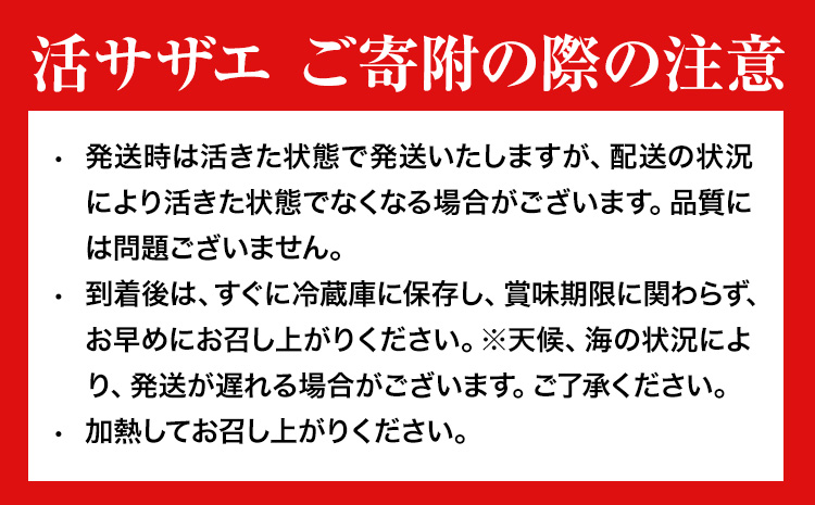 天然『活』サザエ　2kg ( 6個 ～ 10個 ) 《7月中旬-9月上旬頃出荷》 【配送不可地域：離島・北海道・沖縄県・東北・中国・四国・九州】寺田水産 さざえ 海産物 貝 千葉県 勝浦市---kas
