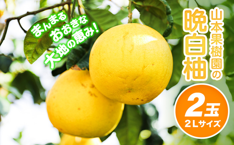 山本果樹園の晩白柚 2玉（2Lサイズ） 山本果樹園《12月中旬-3月中旬頃出荷予定》果物 フルーツ ザボン 熊本 特産品st-p