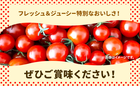 [2-269]　北海道当別町産化学農薬不使用ミニトマト：甘っ子 雅 3kg