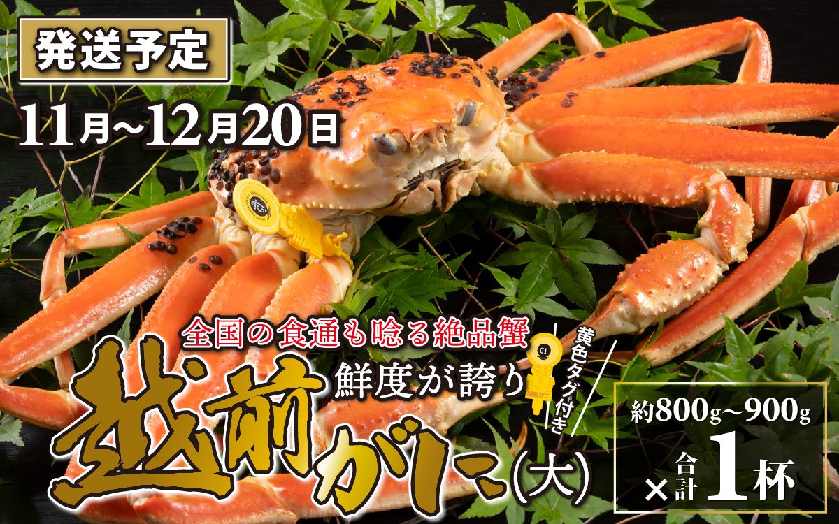 
                  【先行予約】越前がに 大 （約800g～900g） 1杯【11月～12月配送】 ズワイガニ ずわいがに ズワイ蟹 越前ガニ ボイル 刺身 蟹 鍋 しゃぶしゃぶ 冷蔵  カニ 鍋 冬 海鮮 かに 国産 南越前町 福井県　送料無料
                