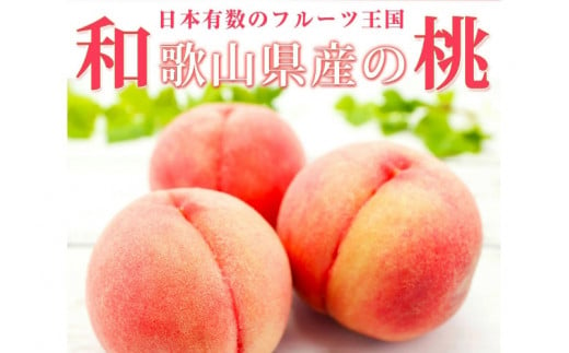 紀州和歌山産の桃　１５玉　化粧箱入 ※2025年6月下旬～2025年8月上旬頃順次発送（お届け日指定不可） 【uot780A】