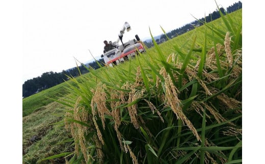 【10月上旬より順次出荷】令和7年産 米 JAS有機栽培米 アイガモ農法 こしひかり  玄米 10kg お米 コメ コシヒカリ