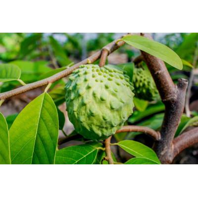 ふるさと納税 垂水市 垂水産温泉アテモヤ 1kg【秀品】 森のアイスクリーム 希少な国産アテモヤ 【財宝】(垂水市) |  | 02