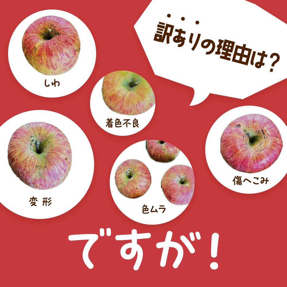 【令和6年産先行予約】 〈訳あり品 家庭用〉 りんご 「サン